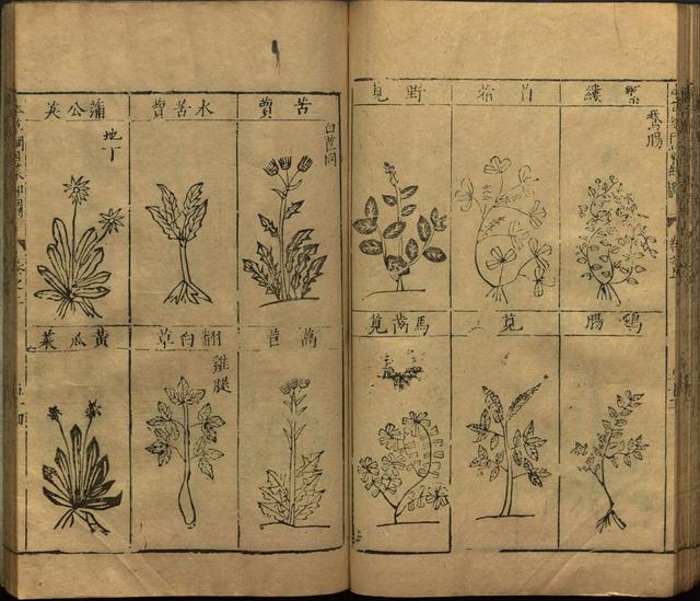 本草纲目中插图是李时珍画的吗,本草纲目李时珍插图