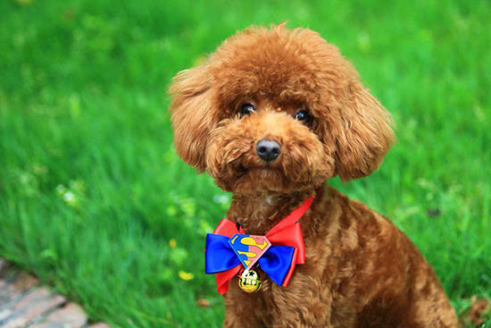 想养泰迪这6个缺点你可得想好了,怎么样来把泰迪养的又乖又漂亮呢