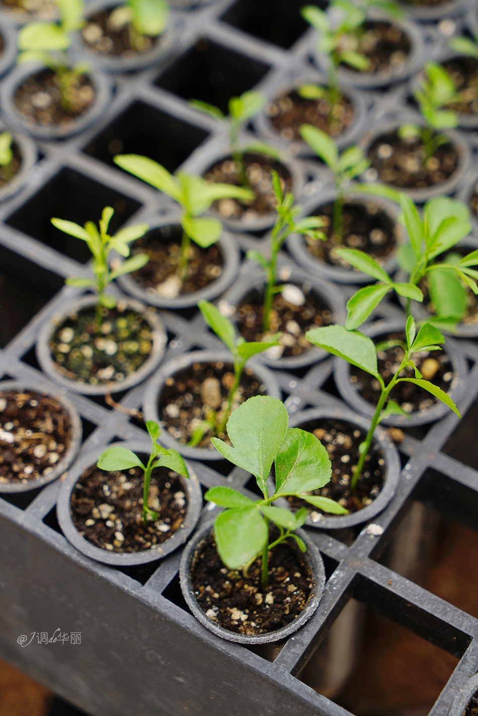 巴西像内马尔的人,巴西像