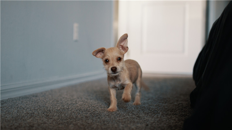 哪些玩具可以逗狗狗开心,安抚狗狗情绪的玩具