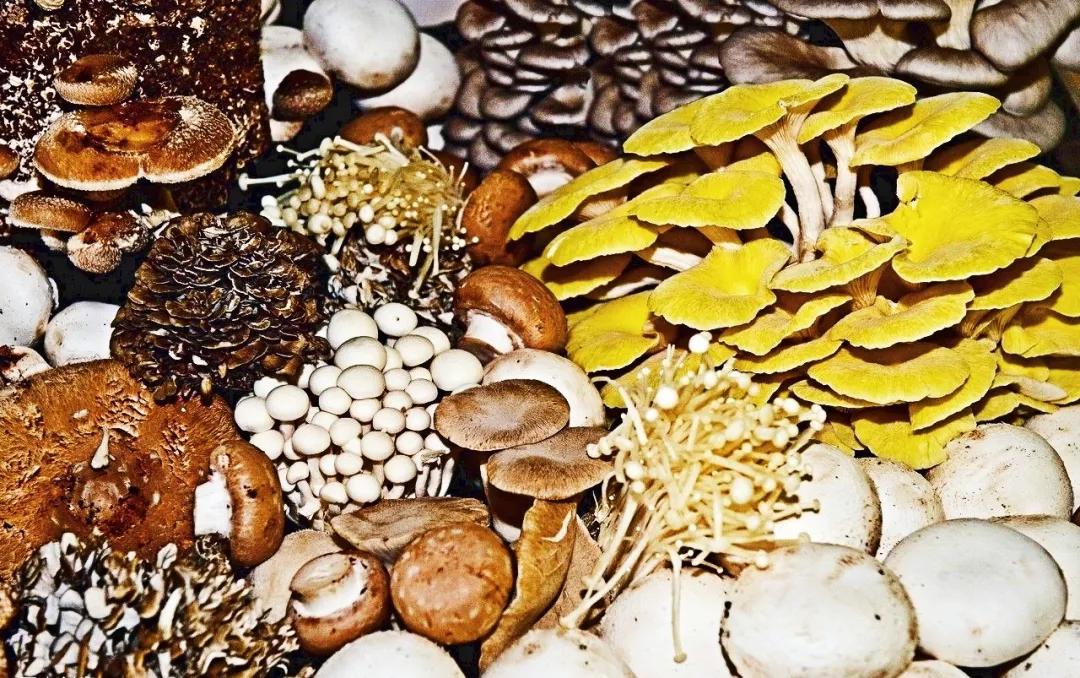 降胆固醇和降血脂最快的十种食物,降血脂最快的十大食物胡萝卜