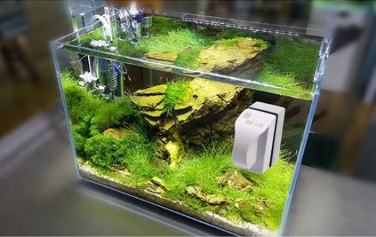 鱼缸换水后出现很多小白虫,怎么去除?