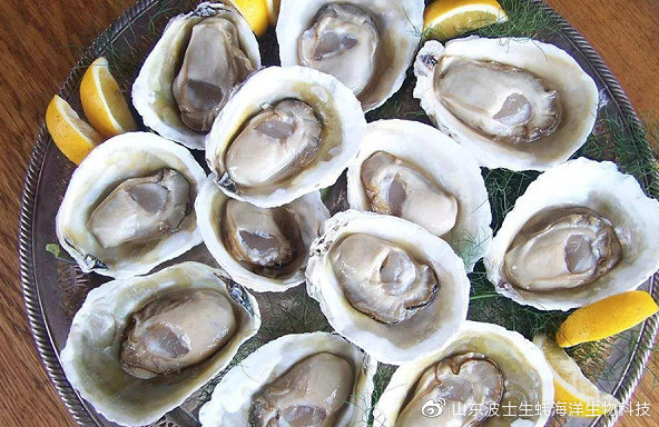 宵夜吃生蚝真实视频,宵夜湛江生蚝生吃