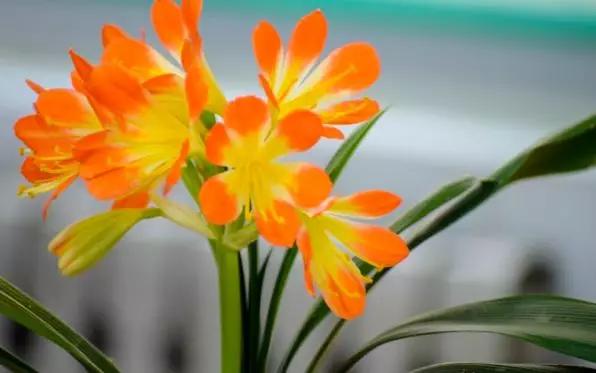 书桌植物摆放风水禁忌,千万不要在家里摆放这些植物