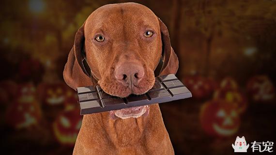 狗狗误食了巧克力饼干怎么办,狗狗误食了巧克力豆