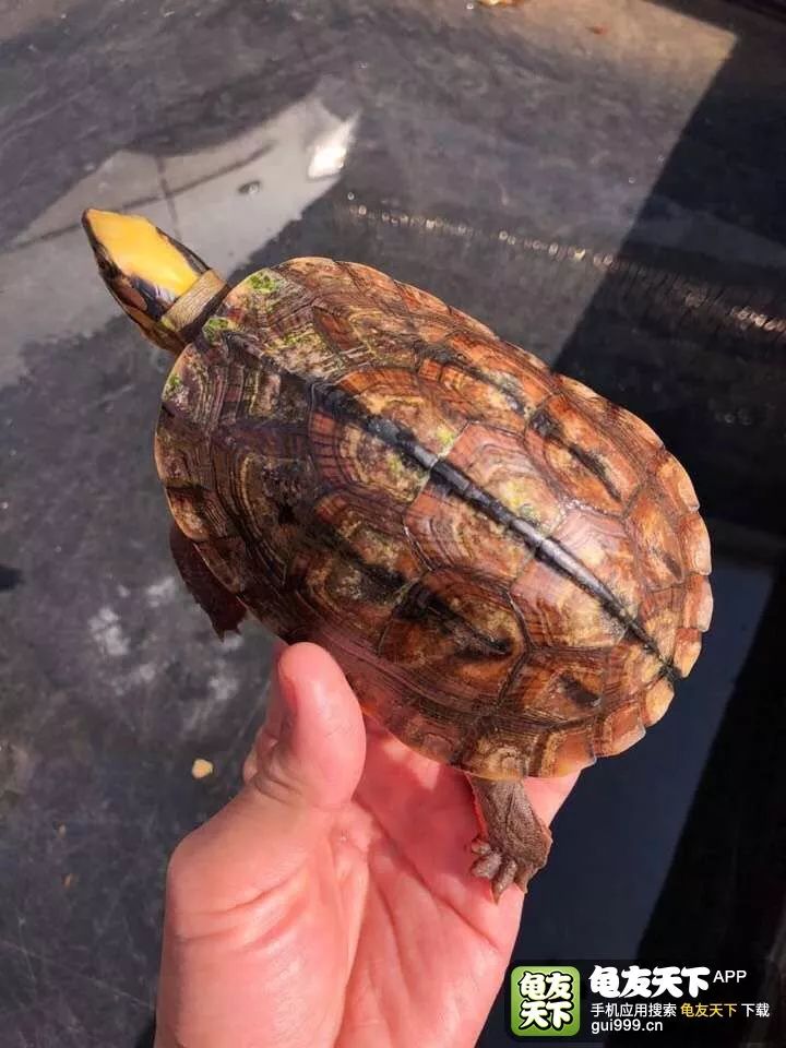 如何处理乌龟过冬,怎么防止乌龟被晒死