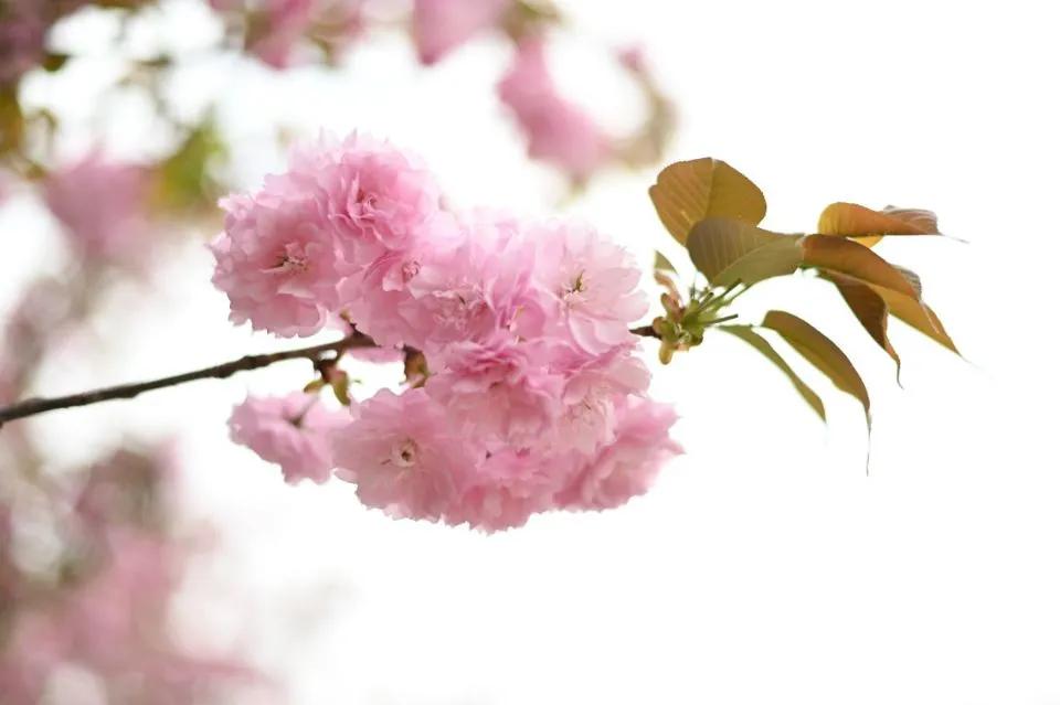 这等世外仙境竟然在西南交通大学希望学院?