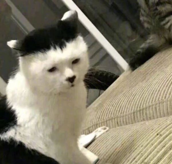 丑猫大赛视频完整版,2020年丑猫大赛看看丑到你了没