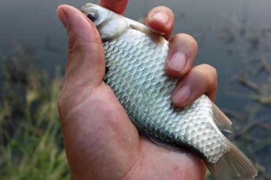 添加剂大鲫大鲤钓黑坑鲤鱼怎么样,鲫鱼添加剂野钓专用