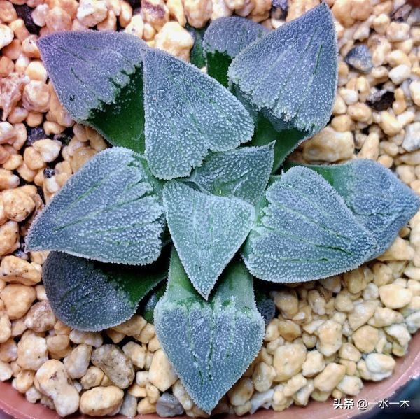 多肉十二卷的观赏价值,多肉十二卷的养护方法