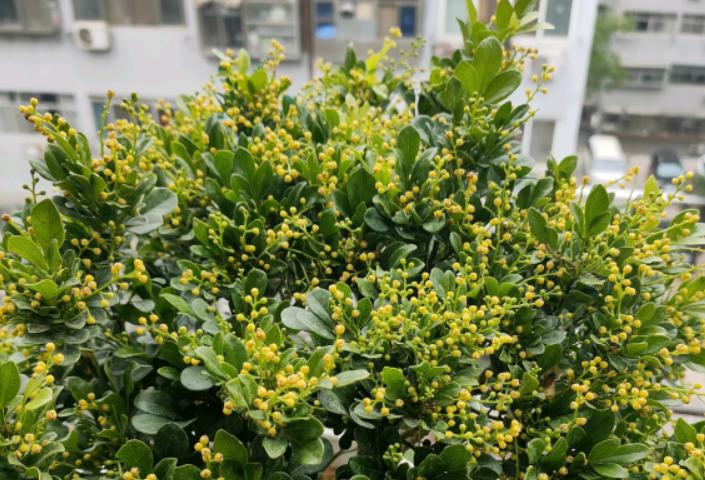 米兰花怎么养才能开得茂密,米兰花怎样养才会开得好