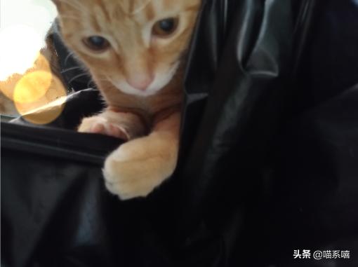 最高档次的猫咪品种是什么,中国本土的猫咪品种有哪些