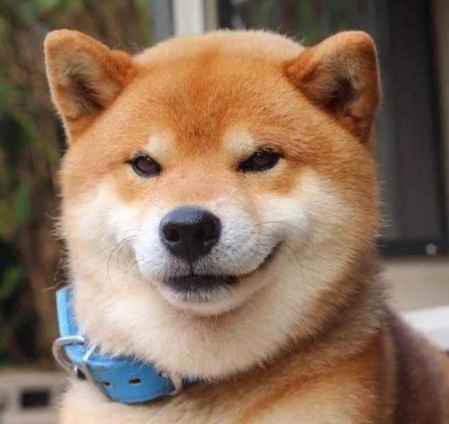 主人买了一堆柴犬玩偶，结果柴犬混入其中，主人想找也找不到了