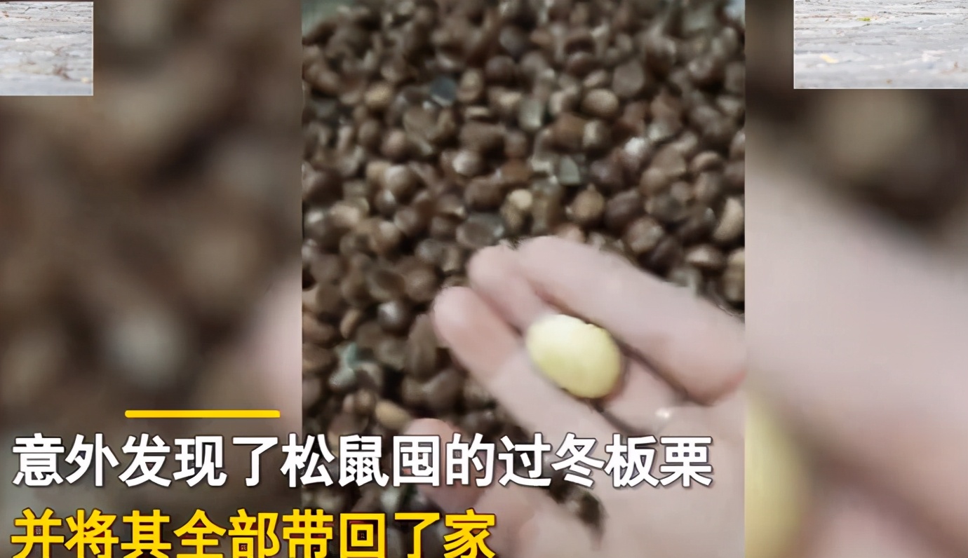 松鼠过冬的食物被偷走了怎么办？它真的会选择自杀吗？