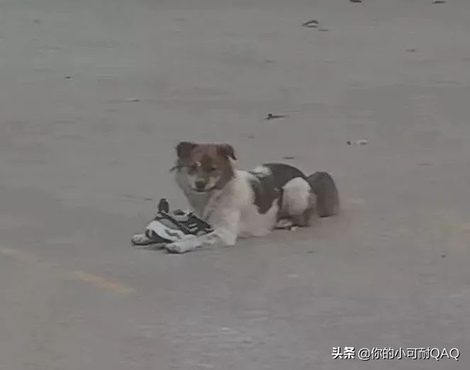 全网通缉照片上的狗,被全网通缉的狗