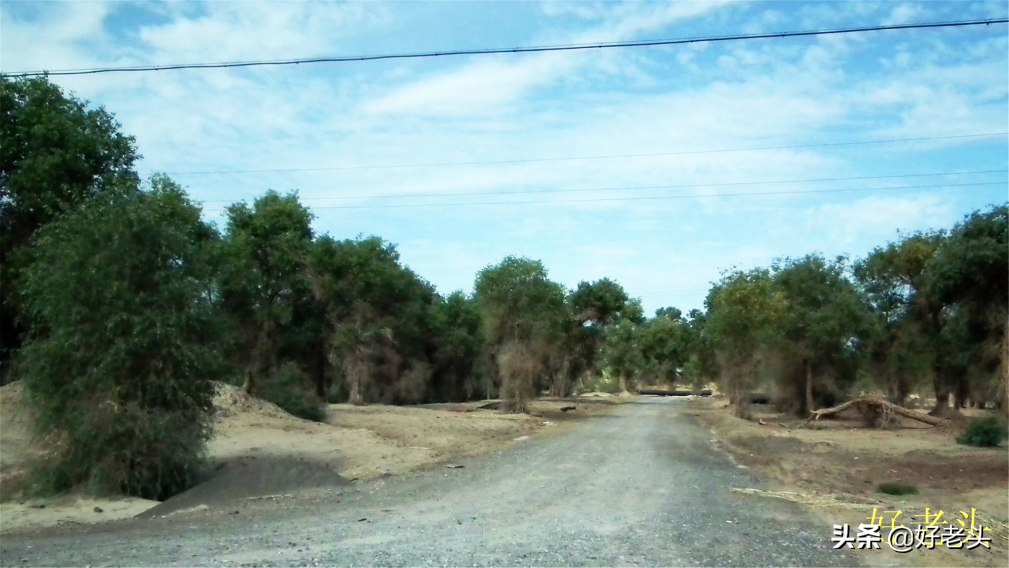 库尔勒轮台胡杨林风景区,胡杨林景区轮台