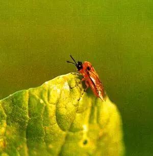 蔬菜害虫种类大全,蔬菜害虫分类及图片大全