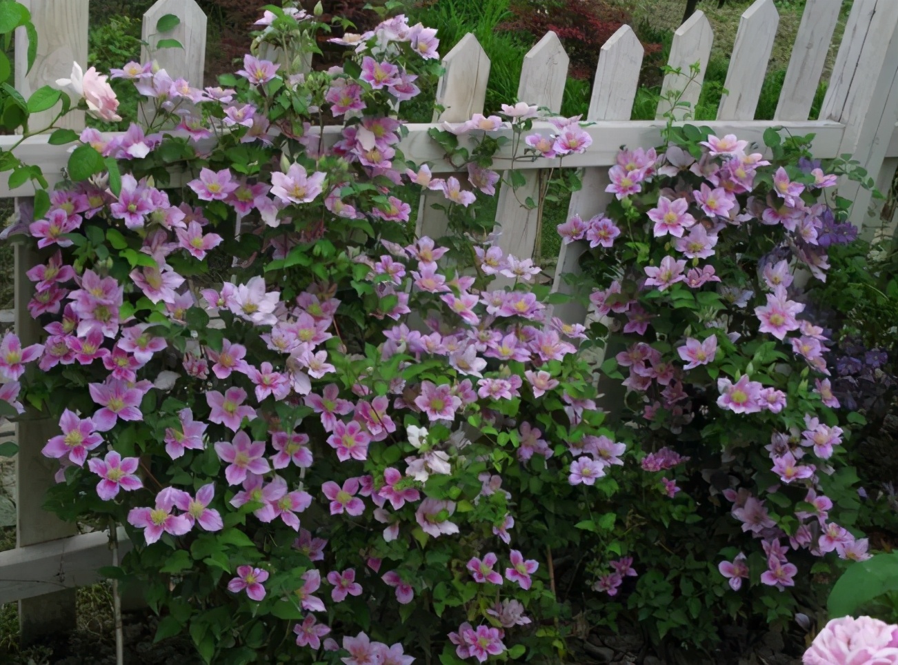 一面花墙种几个品种的藤本月季好,花墙种什么品种好