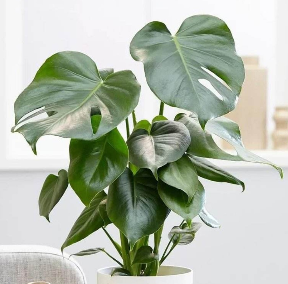 室内适合养的18种植物图片,室内客厅适合养的18种植物