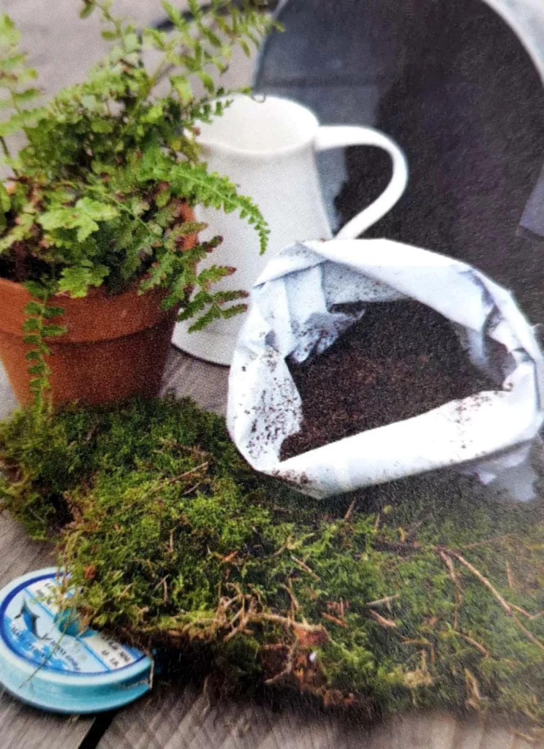 适合做苔玉的苔藓有哪些,适合做苔玉的苔藓