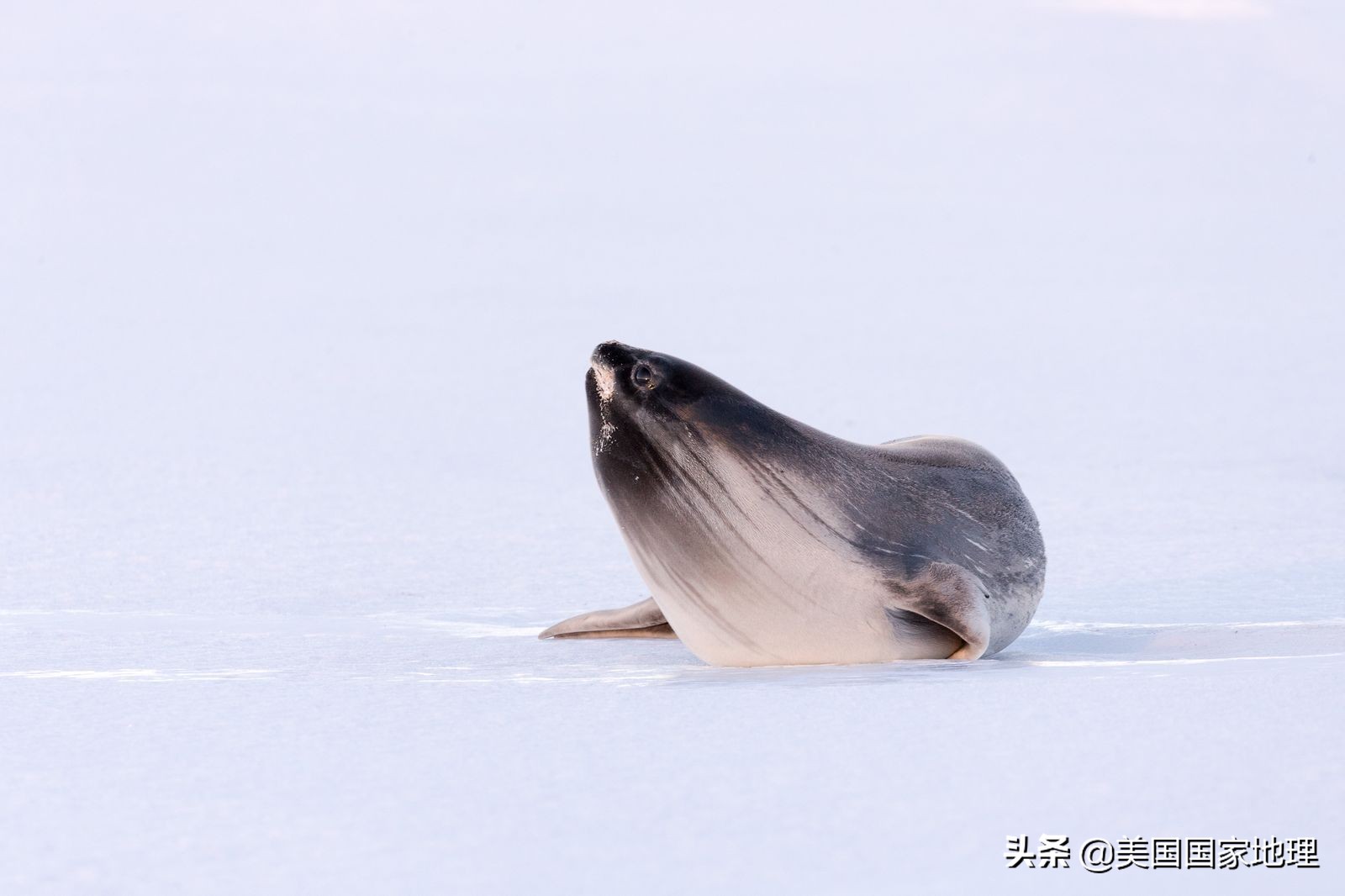 你见过的海豹都这么逗吗？！