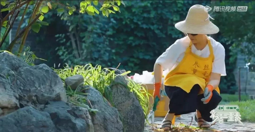 如果我有个院子我要种满花,如果我有个院子你猜我要种什么