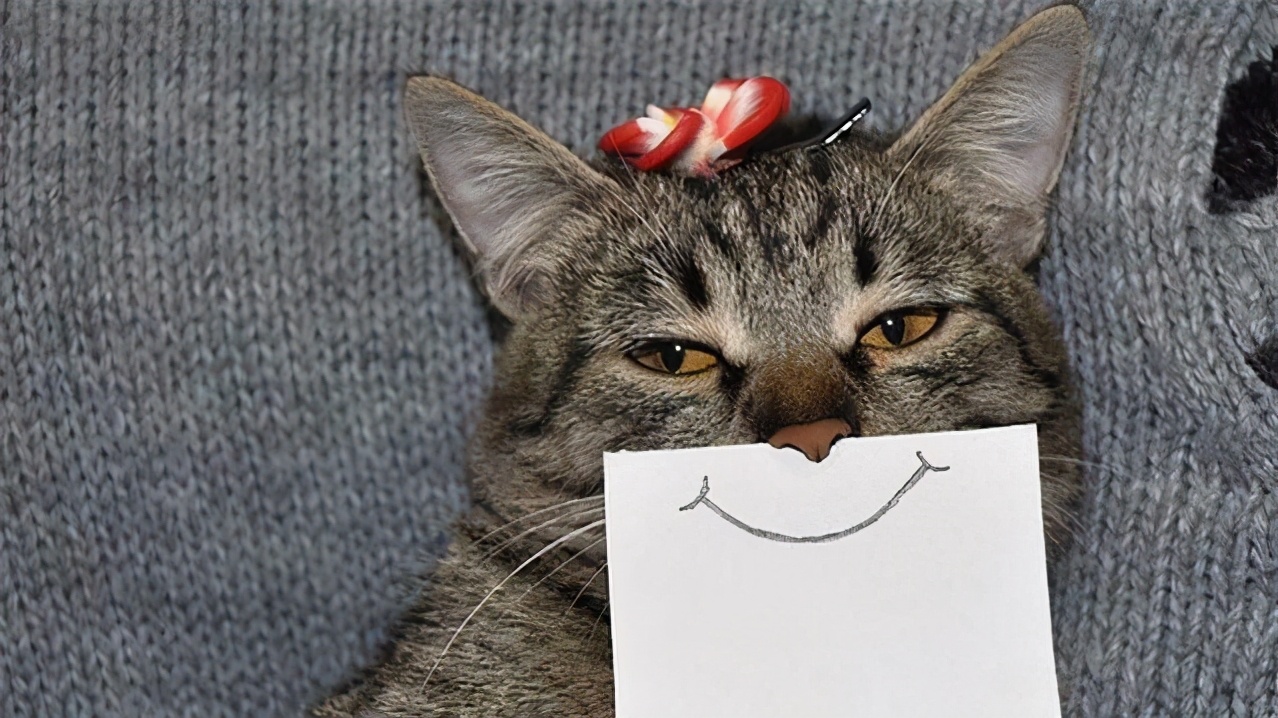 猫咬手怎么纠正不长记性,猫咬手说明什么怎么训练制止