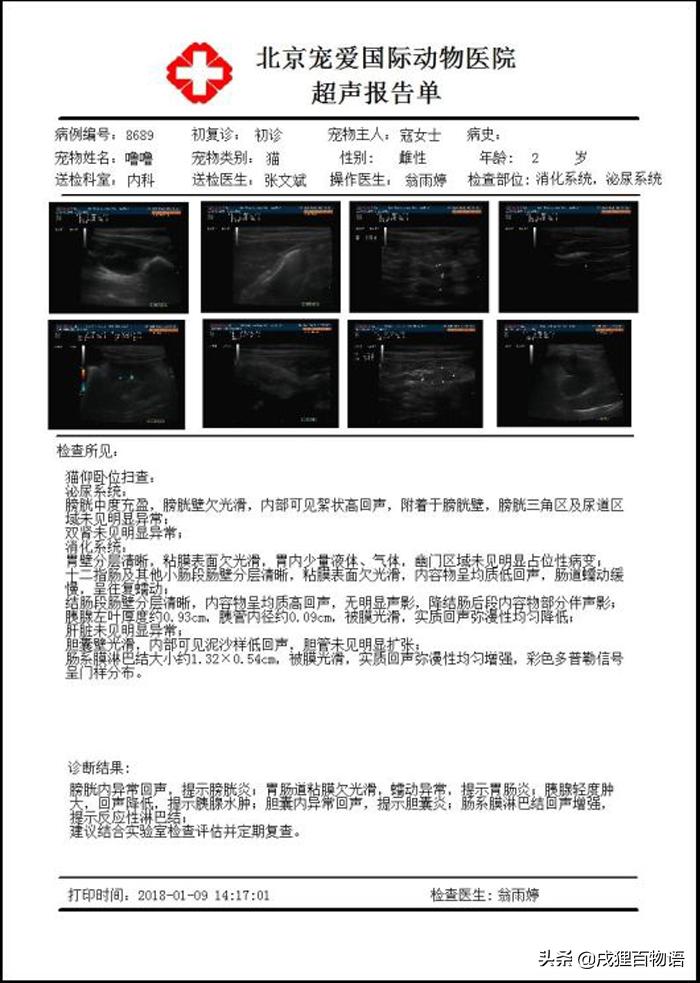 猫咪得了猫瘟如何治愈,猫咪得了猫瘟怎么帮助它挺过去