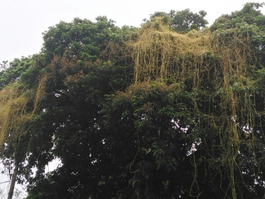 菟丝子传说故事,菟丝子的典故是什么