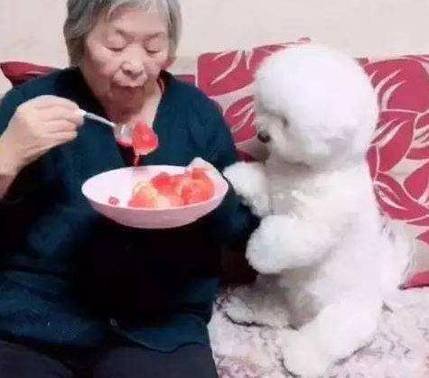 比熊犬最怕三种水果,比熊犬幼犬都吃什么水果