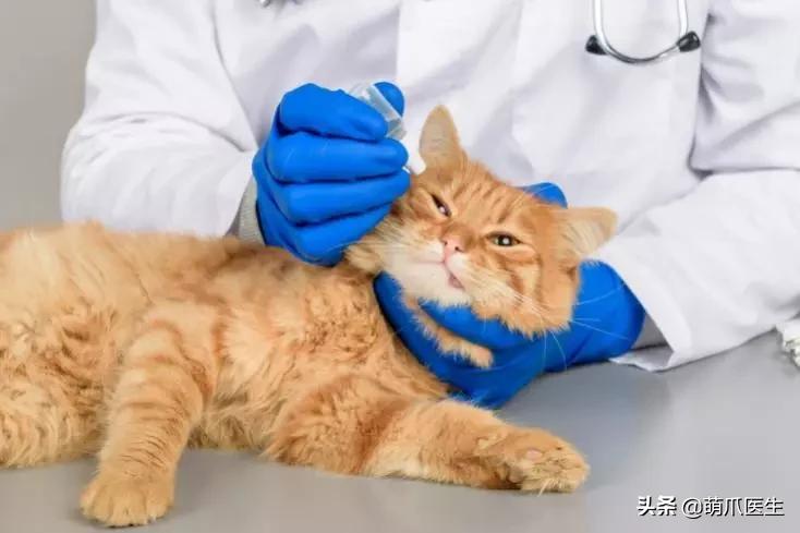 猫咪皮肤有黑斑点还很容易掉毛,猫咪身上有黑色斑点是怎么回事