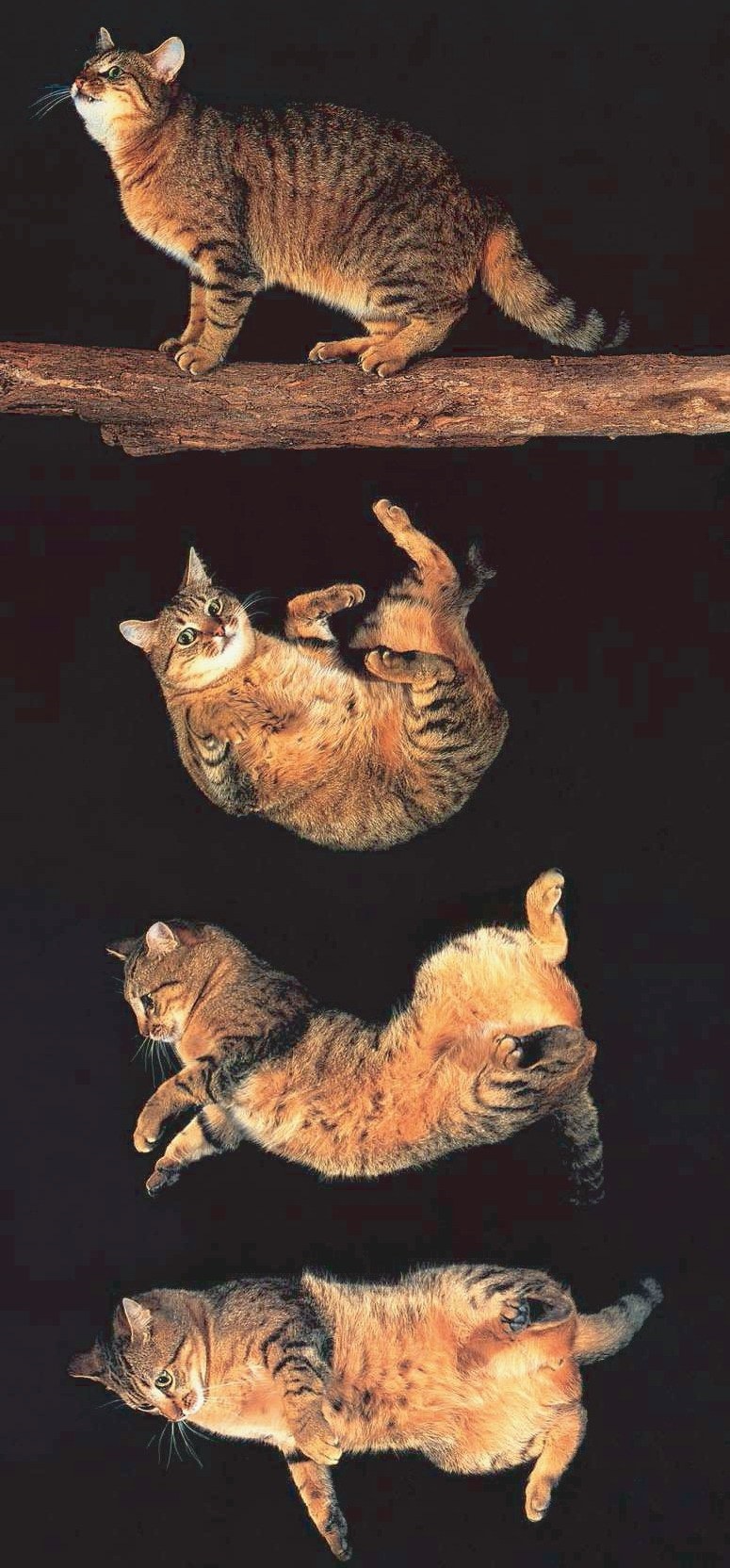 猫高处坠落摔死,猫从高处落下会摔死吗