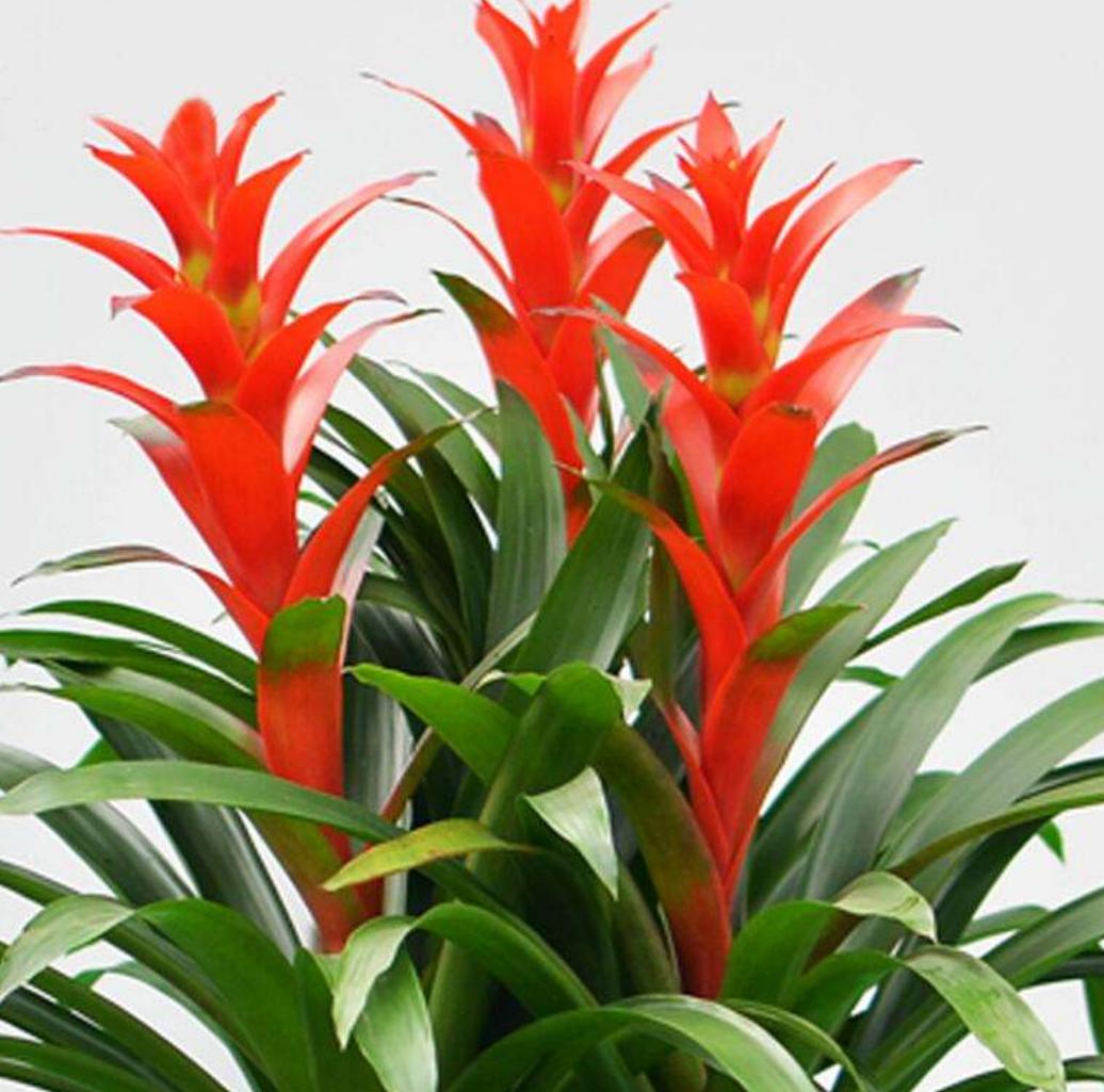 鸿运当头养什么花好,鸿运当头用什么花盆养是最合适的