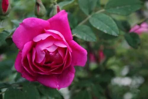 四季风玫瑰图,四季玫瑰造型树