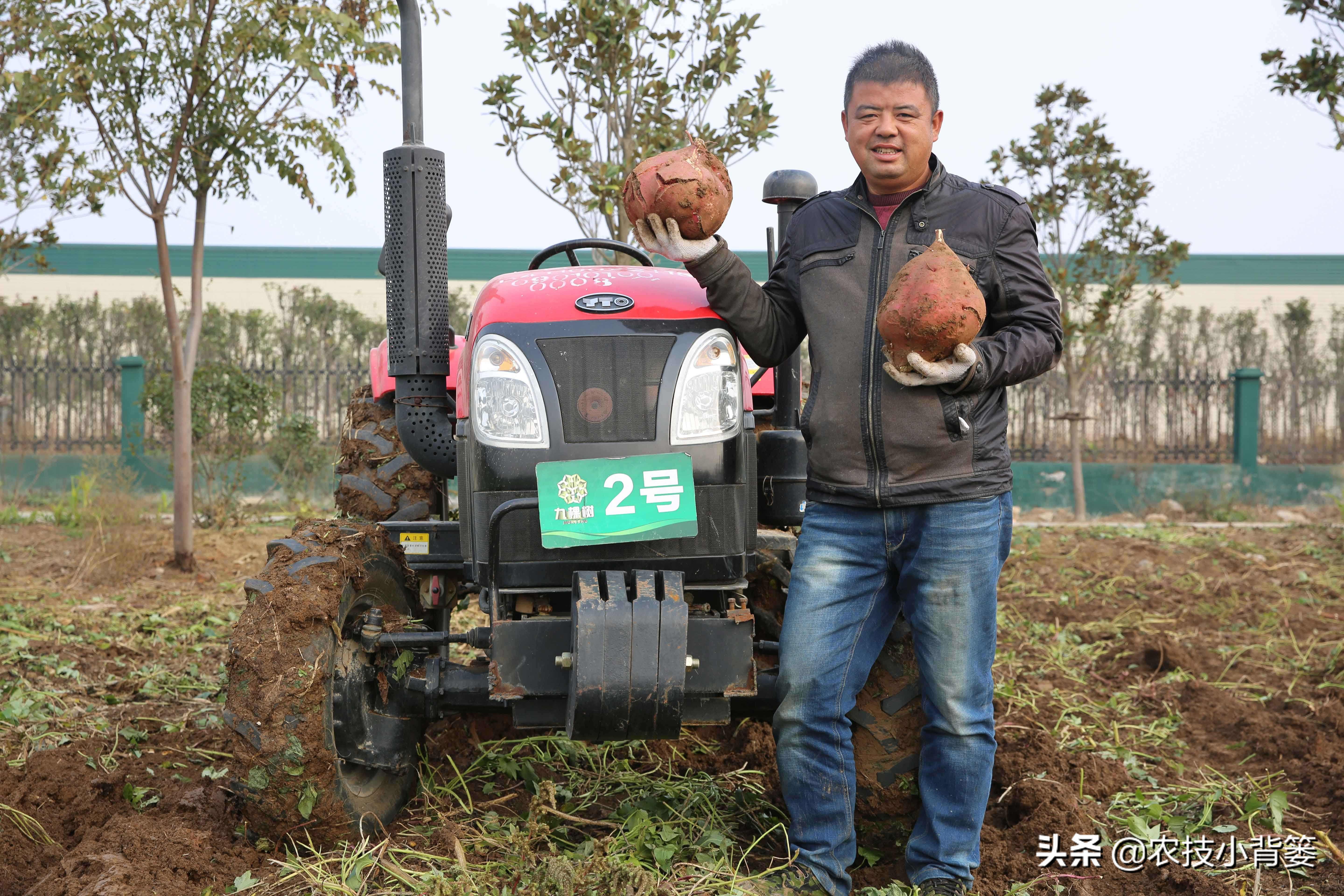 红薯控旺后秧子有什么变化,红薯高产控旺怎么办