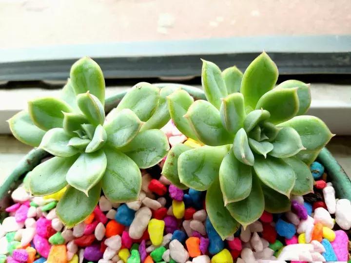 多肉长出小尾巴求救信号,多肉有什么求救信号