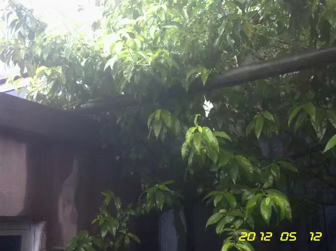 窗外下雪的散文,窗外下着雨而我在想你散文