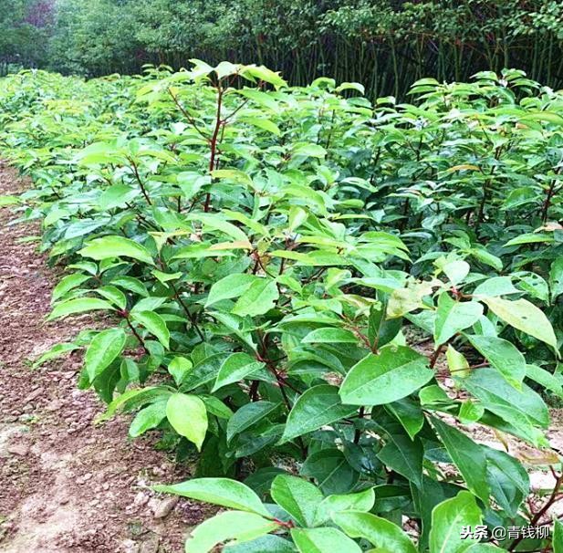 香樟树幼苗怎么培育的,香樟小苗怎么栽提高成活率