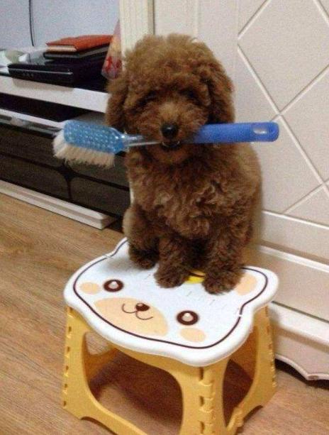 泰迪犬的十个冷知识,泰迪犬要面对的6大难题