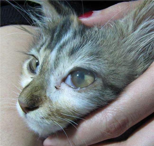 猫鼻支打喷嚏用什么药,猫咪喷嚏浓鼻涕怎么治疗