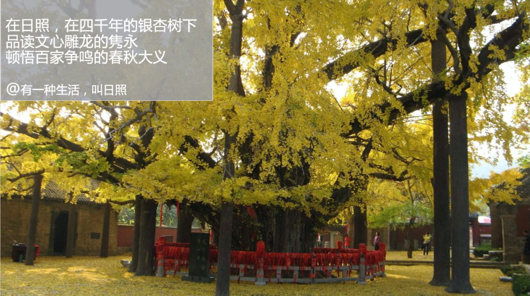 孙小荣：日照生活“三十六计”|典型课程1