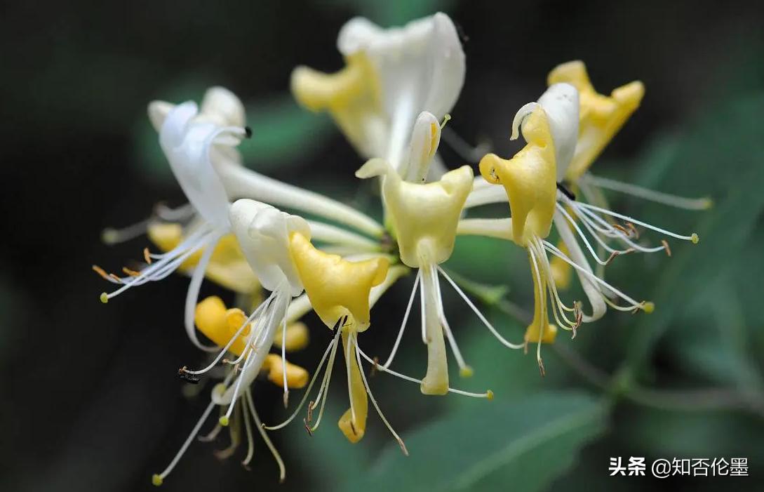 适合四川山区种植的中药材品种,选择适合本地种植的中药材品种