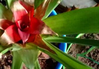 鸿运当头叶子发黄怎么治,鸿运当头叶子发黄干枯怎么修剪