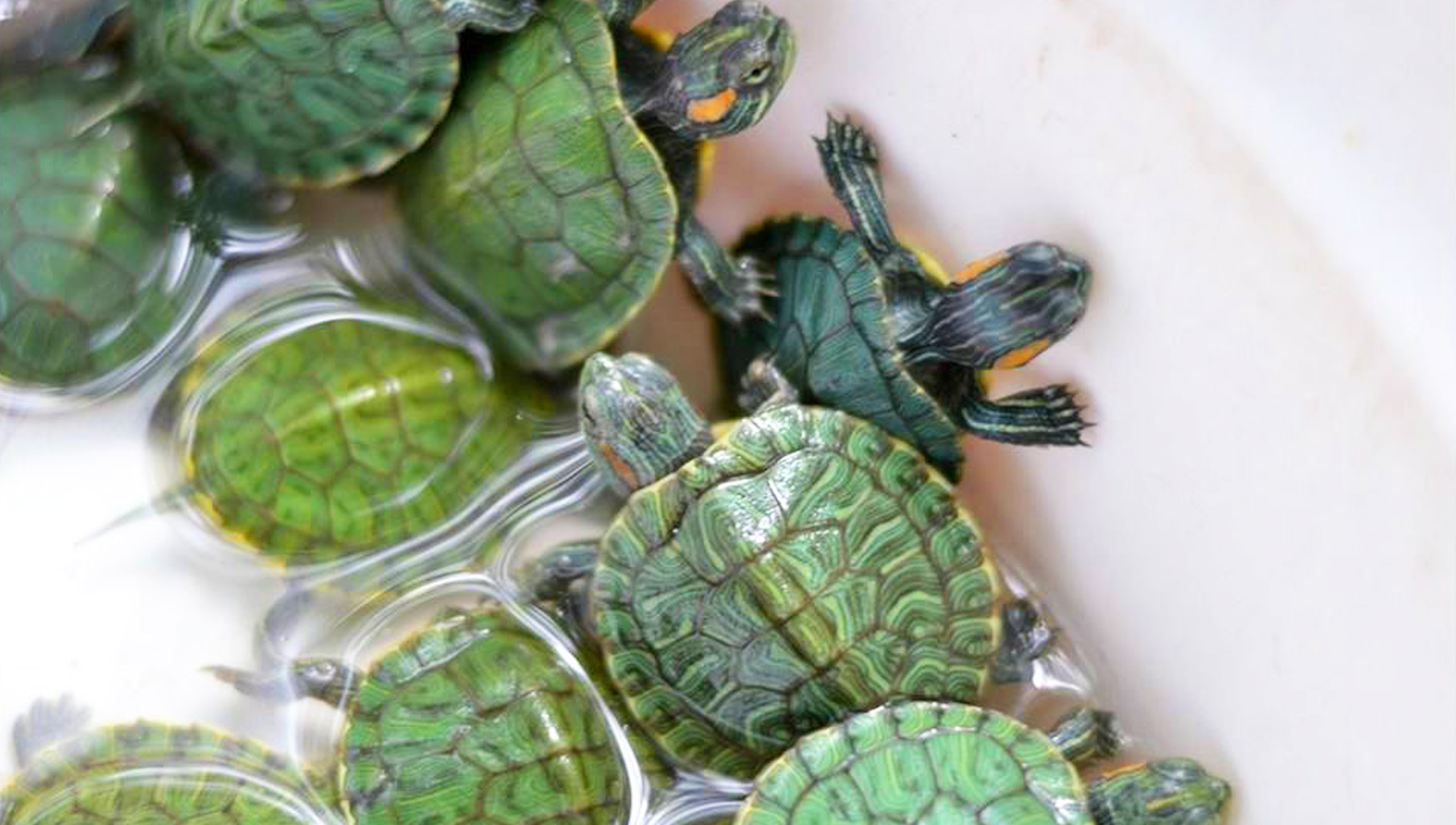 幼年巴西龟图片大全可爱版,巴西龟小时候最可爱的模样