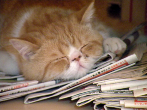 怎样看书不会困而且快,如何做到看书不瞌睡