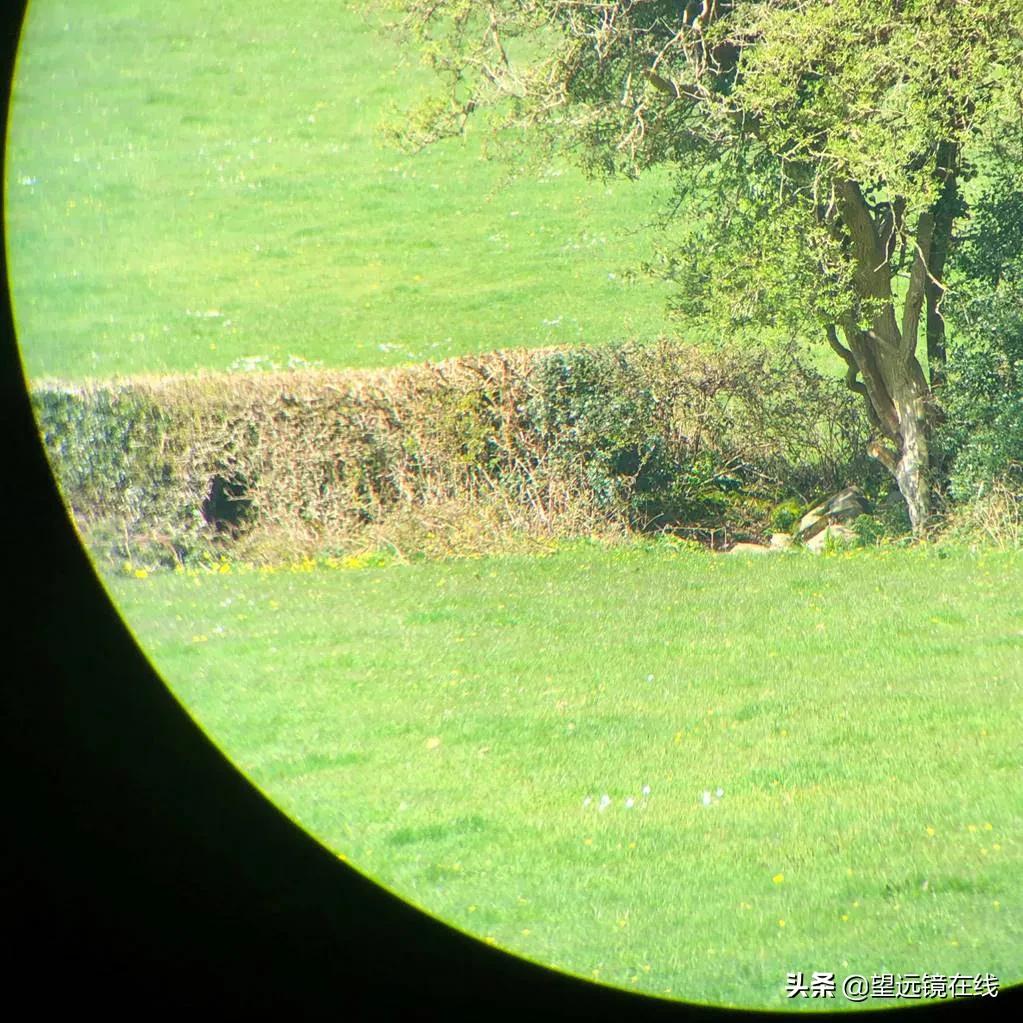 蔡司征服者评测,蔡司胜利10x54ht测评