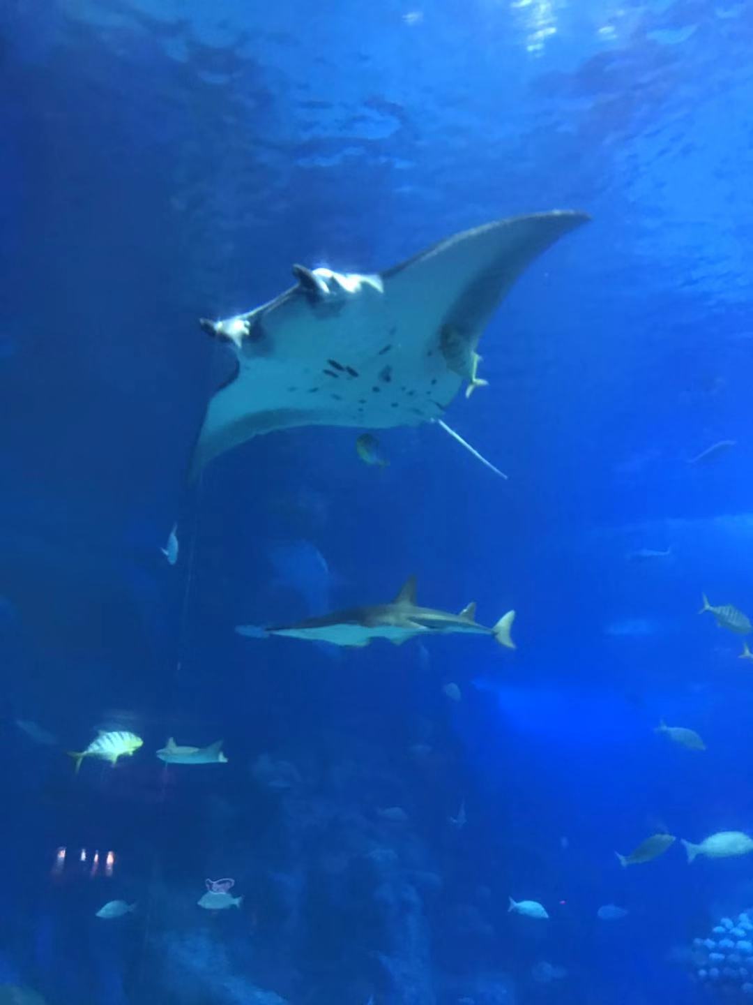 珠海长隆海洋王国亲子攻略2岁,亲子珠海长隆海洋王国一日游攻略