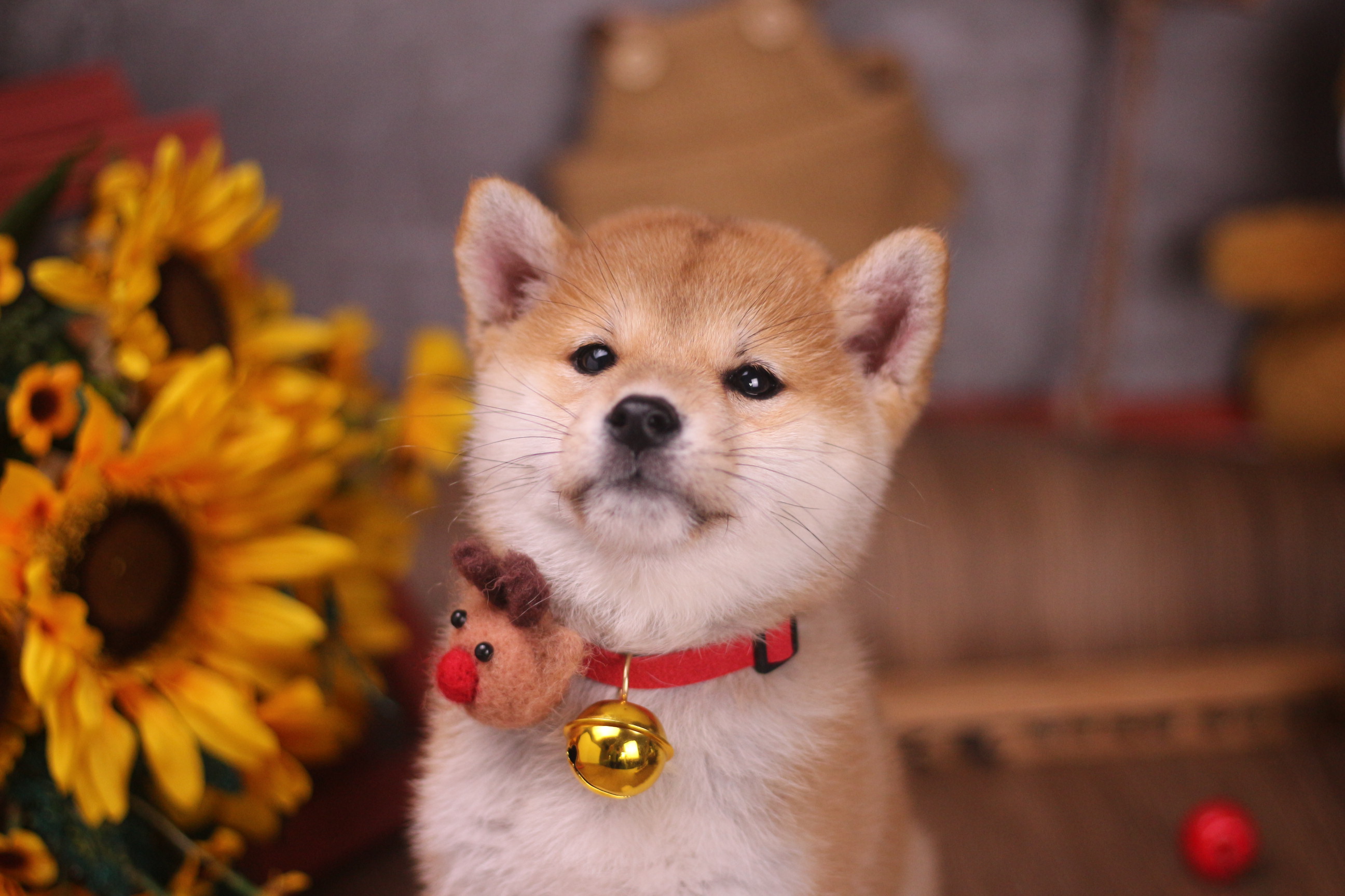 怎么去犬舍挑选比熊,犬舍一般支持上门挑选