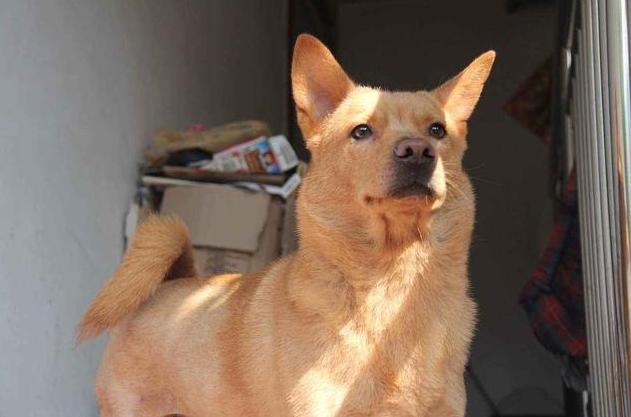 什么狗狗的寿命最长最好养,狗狗的寿命最长能活多少年