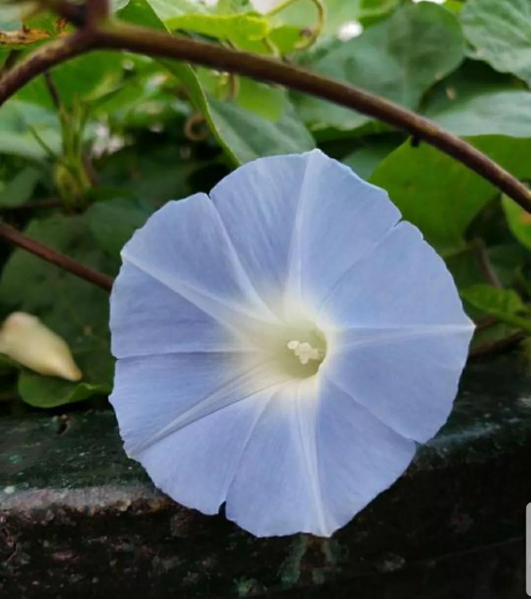 奇葩造型花:头上长草,心中有鬼,白月光。白天不开你非要晚上开